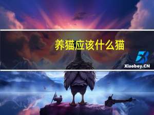 养猫应该什么猫