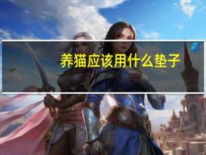 养猫应该用什么垫子