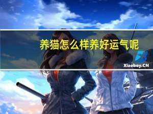 养猫怎么样养好运气呢