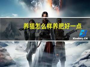 养猫怎么样养肥好一点