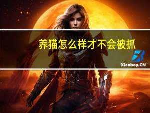 养猫怎么样才不会被抓