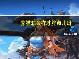 养猫怎么样才胖点儿呀