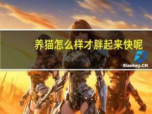 养猫怎么样才胖起来快呢