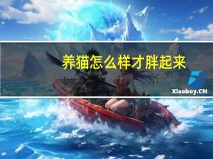 养猫怎么样才胖起来