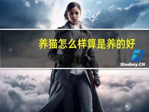 养猫怎么样算是养的好