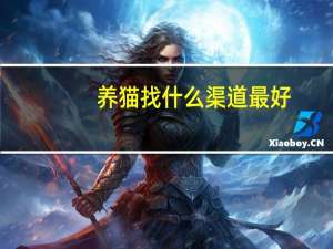 养猫找什么渠道最好