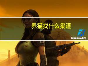 养猫找什么渠道