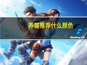 养猫推荐什么颜色