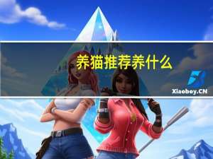 养猫推荐养什么