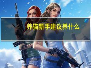 养猫新手建议养什么