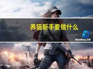 养猫新手要做什么