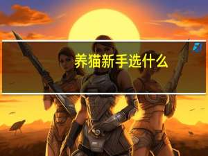 养猫新手选什么