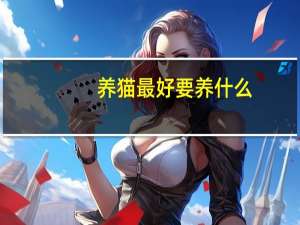 养猫最好要养什么