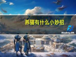 养猫有什么小妙招