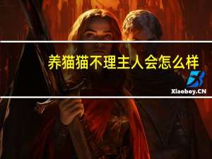 养猫猫不理主人会怎么样
