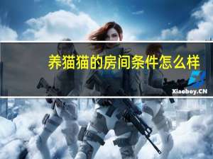 养猫猫的房间条件怎么样