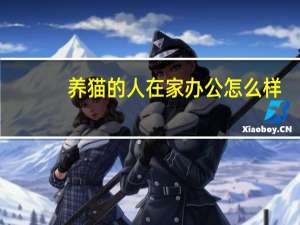 养猫的人在家办公怎么样