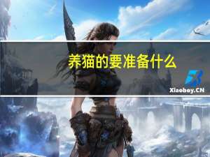 养猫的要准备什么