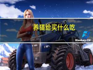 养猫给买什么吃