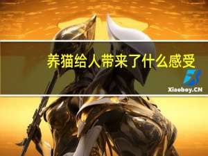 养猫给人带来了什么感受