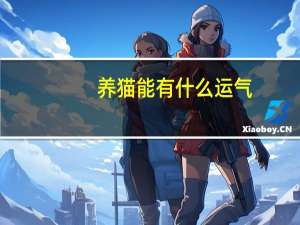 养猫能有什么运气