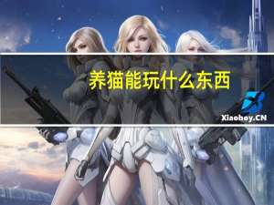 养猫能玩什么东西