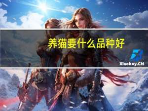 养猫要什么品种好