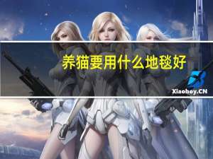 养猫要用什么地毯好