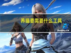 养猫要需要什么工具