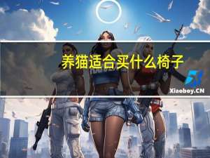 养猫适合买什么椅子