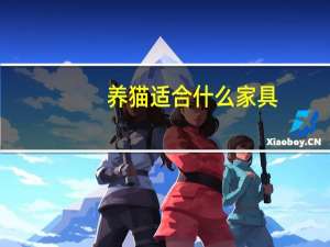 养猫适合什么家具