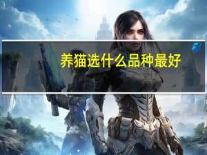 养猫选什么品种最好