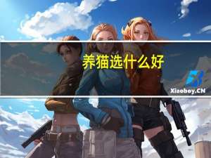 养猫选什么好