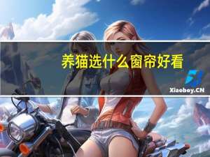 养猫选什么窗帘好看