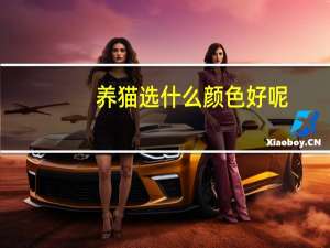 养猫选什么颜色好呢