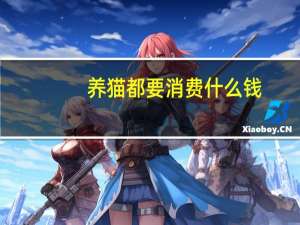 养猫都要消费什么钱