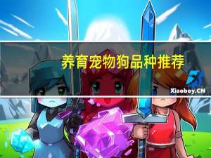 养育宠物狗品种推荐