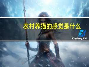 农村养猫的感觉是什么