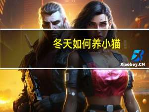 冬天如何养小猫