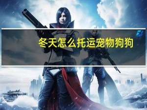 冬天怎么托运宠物狗狗