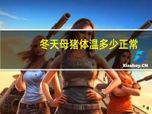 冬天母猪体温多少正常