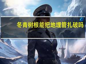 冬青树根能把地埋管扎破吗
