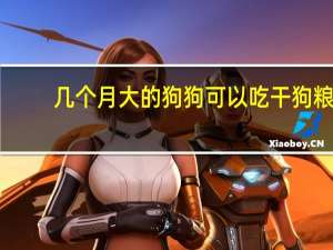 几个月大的狗狗可以吃干狗粮