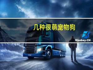 几种很萌宠物狗
