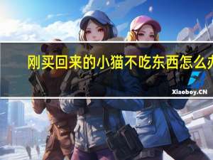 刚买回来的小猫不吃东西怎么办