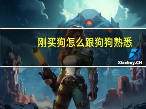 刚买狗怎么跟狗狗熟悉