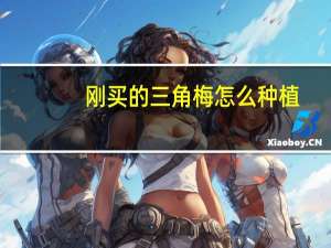 刚买的三角梅怎么种植