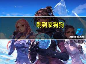 刚到家狗狗