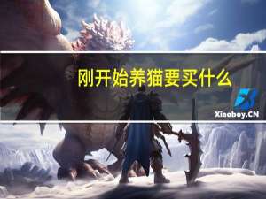 刚开始养猫要买什么