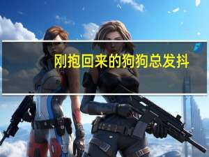 刚抱回来的狗狗总发抖